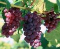 Grape Seed Extract 